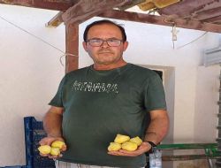 Mut'ta incirin sezonu 150 lirayla kapatması üreticinin yüzünü güldürdü